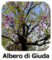 Albero di Giuda